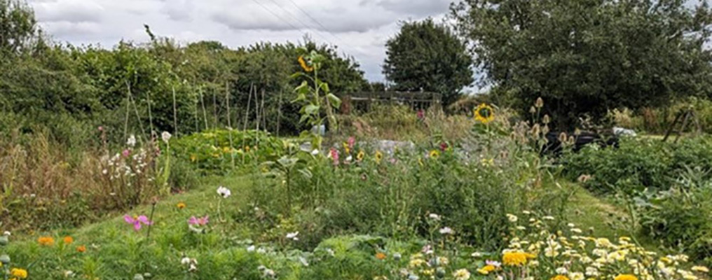 Allotment